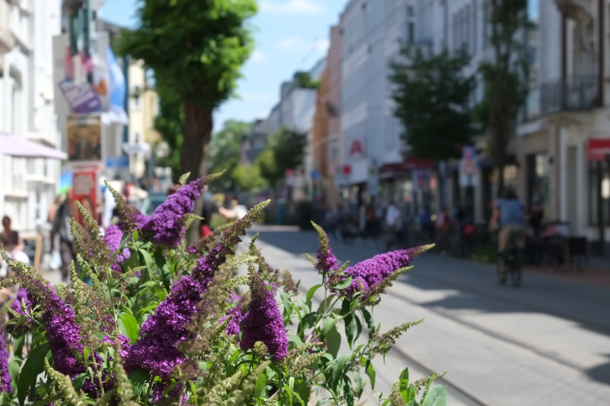 Blühender Sommerflieder an einer Bonner Straße; im Hintergrund Häuser und Menschen.